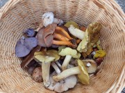 mixed basket of colorful mushrooms